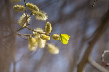 Sabah saatlerinde bahar çiçekleri açan güzel söğüt dalları. Kuzey Avrupa 'nın mevsimlik manzarası.