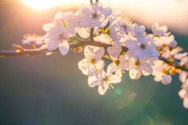 Bahar güneşinde güzel erik ağaçları çiçek açar. Kuzey Avrupa 'da mevsimlik meyve ağacı manzarası.