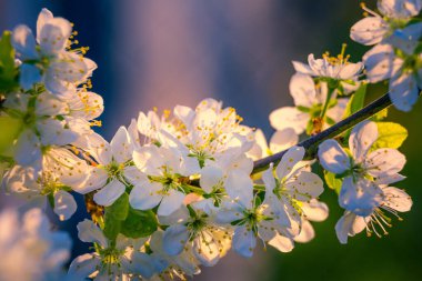 Bahar güneşinde güzel erik ağaçları çiçek açar. Kuzey Avrupa 'da mevsimlik meyve ağacı manzarası.