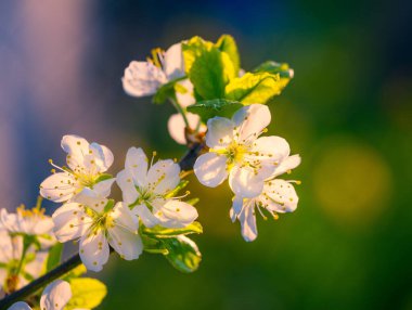 Bahar güneşinde güzel erik ağaçları çiçek açar. Kuzey Avrupa 'da mevsimlik meyve ağacı manzarası.