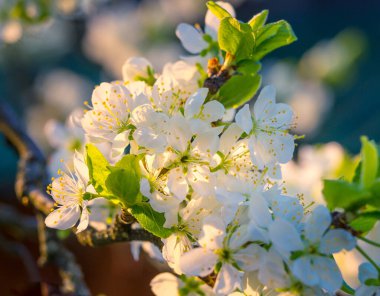 Bahar güneşinde güzel erik ağaçları çiçek açar. Kuzey Avrupa 'da mevsimlik meyve ağacı manzarası.