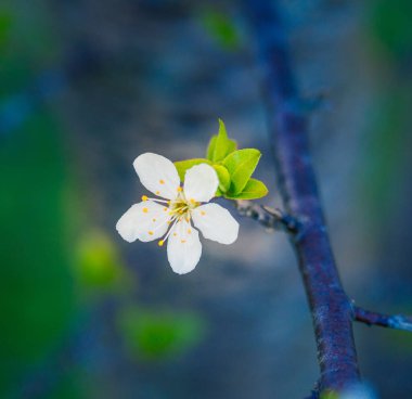 Bahar sabahında güzel bir erik ağacı çiçeği. Kuzey Avrupa 'da meyve ağacı çiçekleri.
