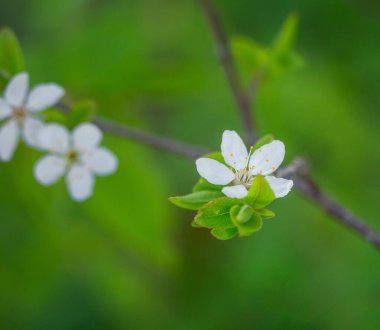 Bahar sabahında güzel bir erik ağacı çiçeği. Kuzey Avrupa 'da meyve ağacı çiçekleri.