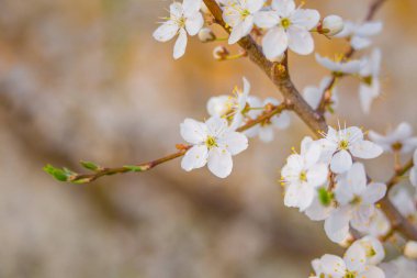 Baharda beyaz çiçeklerle dolu güzel erik ağacı dalları. Kuzey Avrupa 'da mevsimlik meyve ağacı manzarası.