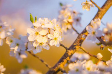 Baharda beyaz çiçeklerle dolu güzel erik ağacı dalları. Kuzey Avrupa 'da mevsimlik meyve ağacı manzarası.