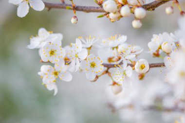Güzel beyaz erik ağacı çiçekleri baharda çiçek açar. Kuzey Avrupa 'nın mevsimlik manzarası.