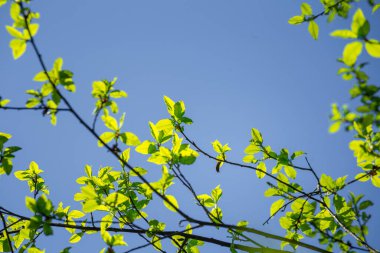 Güzel, taze kuş kiraz yaprakları ilkbahar gökyüzüne karşı. Kuzey Avrupa 'nın canlı mevsimsel manzarası.