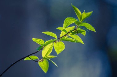 Baharda kiraz ağacının taze, yeşil yaprakları. Kuzey Avrupa 'nın mevsimlik orman manzarası.