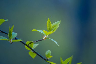 Baharda kiraz ağacının taze, yeşil yaprakları. Kuzey Avrupa 'nın mevsimlik orman manzarası.