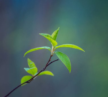 Baharda kiraz ağacının taze, yeşil yaprakları. Kuzey Avrupa 'nın mevsimlik orman manzarası.