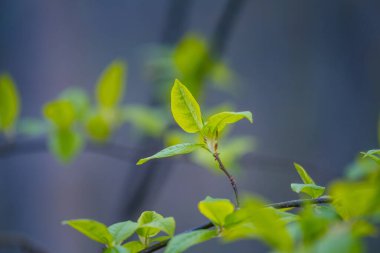 Baharda kiraz ağacının taze, yeşil yaprakları. Kuzey Avrupa 'nın mevsimlik orman manzarası.