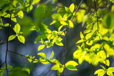 Baharda kiraz ağacının taze, yeşil yaprakları. Kuzey Avrupa 'nın mevsimlik orman manzarası.