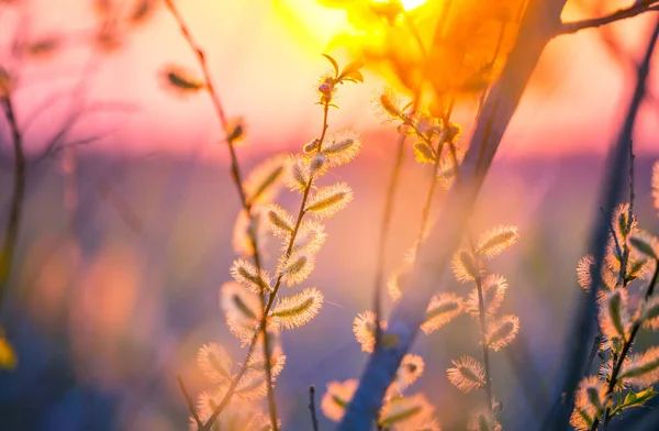 Schöne Weidenzweige Mit Frühlingsblüten Den Morgenstunden Jahreszeitliche Landschaft Nordeuropas — Stockfoto