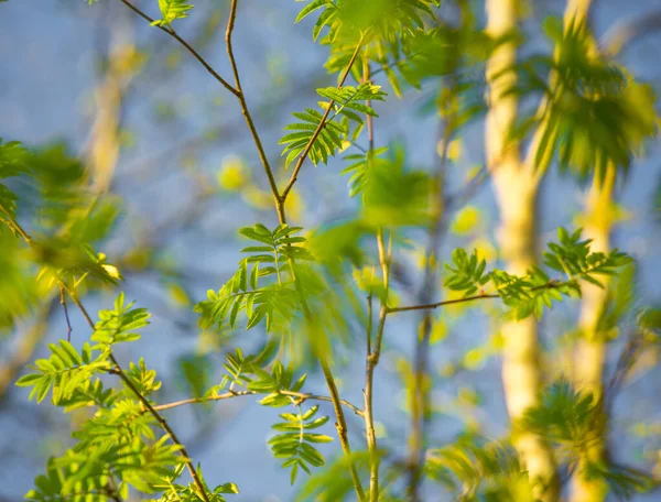 Belos Galhos Árvore Rowan Com Folhas Durante Estação Primavera Paisagem — Fotografia de Stock