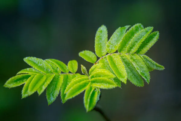 Prachtige Zwanenboomtakken Met Bladeren Tijdens Het Voorjaarsseizoen Natuurlijke Omgeving Van — Stockfoto