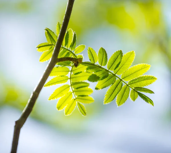 Beautiful Rowan Tree Branches Leaves Spring Season Natural Scenery Northern — Stock Photo, Image