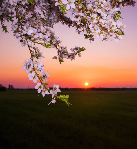 Bela Primavera Flores Ameixa Durante Nascer Sol Horas Cenário Sazonal — Fotografia de Stock