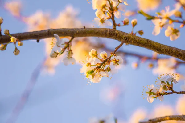 Belas Flores Ameixeira Luz Solar Primavera Cenário Sazonal Flores Árvores — Fotografia de Stock