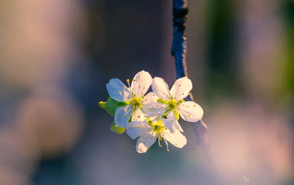春の日差しの中で美しい梅の木の花 北ヨーロッパの果樹の花の季節の風景 — ストック写真