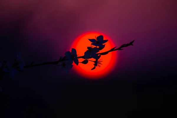 Pflaumenblütensilhouetten Gegen Die Aufgehende Sonne Frühling Morgen Sonnenaufgang Landschaft Von — Stockfoto