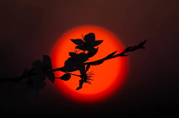 Pflaumenblütensilhouetten Gegen Die Aufgehende Sonne Frühling Morgen Sonnenaufgang Landschaft Von — Stockfoto