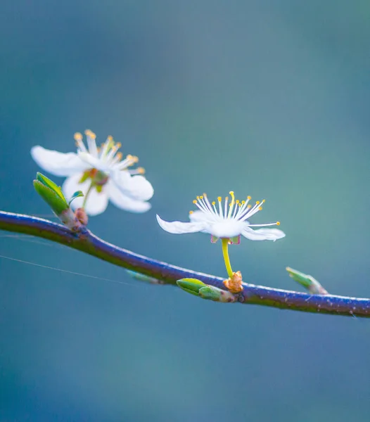 Una Hermosa Flor Ciruelo Mañana Primavera Flores Árboles Frutales Norte — Foto de Stock