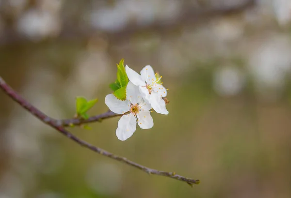 春の朝 美しい梅の木の花 北ヨーロッパの果実木の花 — ストック写真