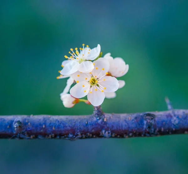 Una Hermosa Flor Ciruelo Mañana Primavera Flores Árboles Frutales Norte — Foto de Stock