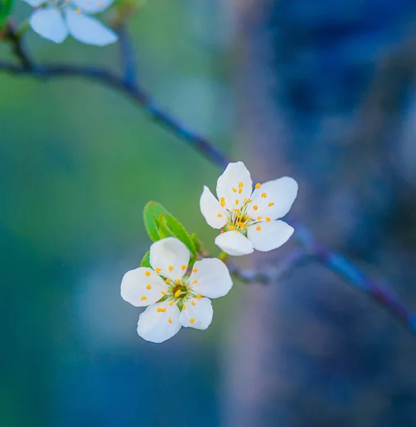 Μια Όμορφη Δαμασκηνιά Ανθίζει Την Άνοιξη Πρωί Λουλούδια Οπωροφόρων Δέντρων — Φωτογραφία Αρχείου