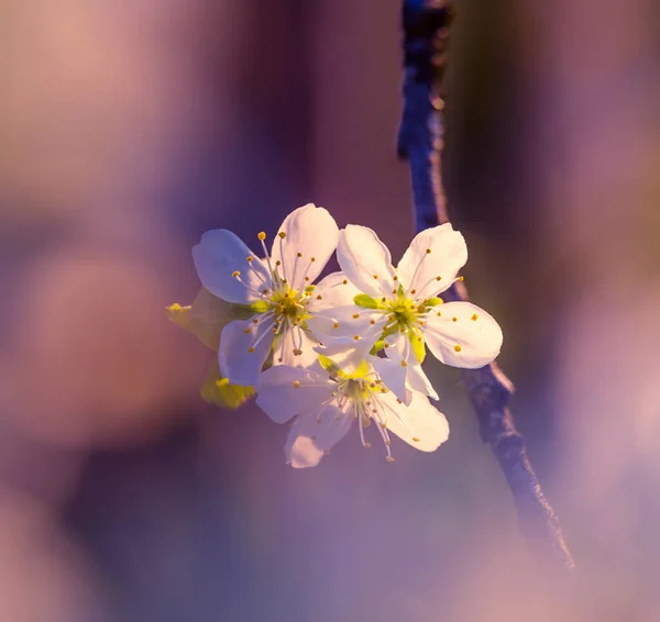 春の朝 美しい梅の木の花 北ヨーロッパの果実木の花 — ストック写真