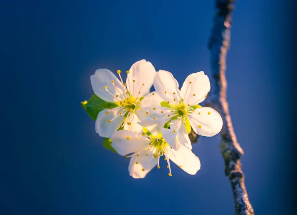 Beautiful Plum Tree Blossom Spring Morning Fruit Tree Flowers Northern — Stock Photo, Image