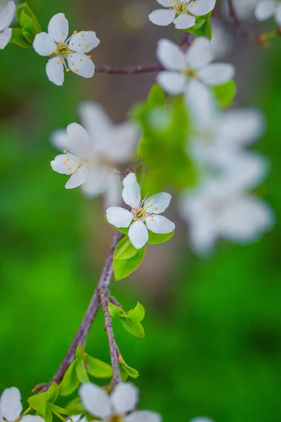 Prachtige Witte Pruimenboom Bloemen Bloeien Het Voorjaar Seizoensgebonden Landschap Van — Stockfoto