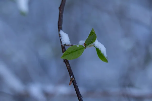 Beautiful Fresh Bird Cherry Leaves Snow Spring Seasonal Scenery Northern — Stock Photo, Image