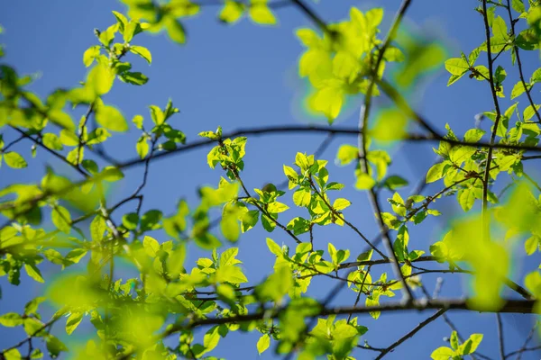 Krásné Čerstvé Ptačí Třešňové Listy Proti Jarní Obloze Živé Sezónní — Stock fotografie