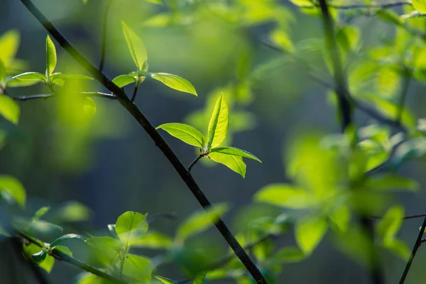 Foglie Fresche Verdi Albero Ciliegio Uccello Durante Primavera Paesaggio Stagionale — Foto Stock