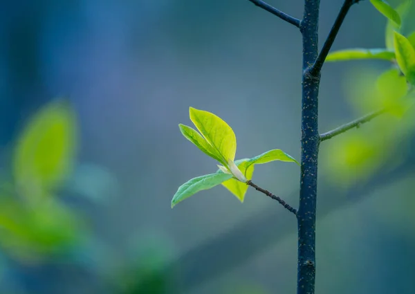 Foglie Fresche Verdi Albero Ciliegio Uccello Durante Primavera Paesaggio Stagionale — Foto Stock