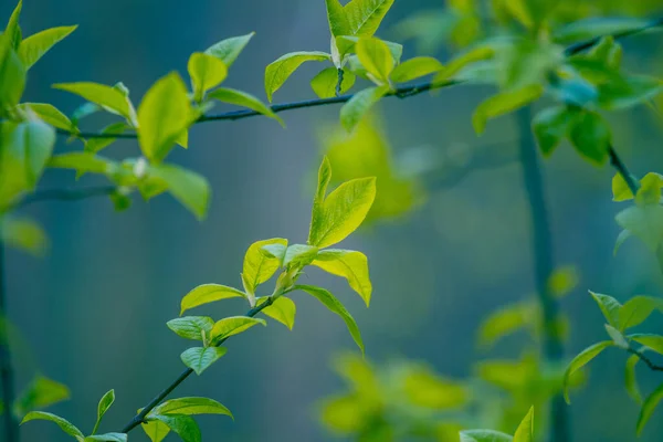Čerstvé Zelené Listy Třešně Jaře Sezónní Scenérie Lesů Severní Evropy — Stock fotografie