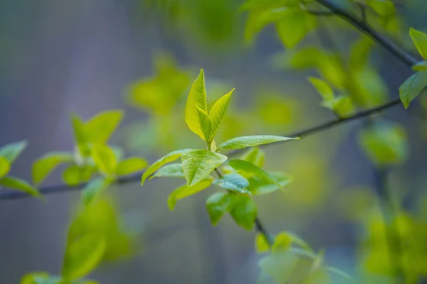 Frisse Groene Bladeren Van Een Vogelkersenboom Het Voorjaar Seizoensgebonden Landschap — Stockfoto