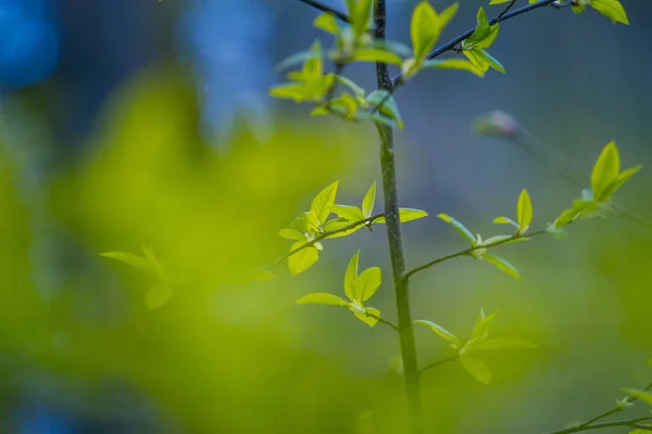 Foglie Fresche Verdi Albero Ciliegio Uccello Durante Primavera Paesaggio Stagionale — Foto Stock