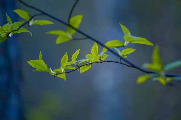 Φρέσκα Πράσινα Φύλλα Κερασιάς Πουλιών Την Άνοιξη Εποχιακό Τοπίο Των — Φωτογραφία Αρχείου