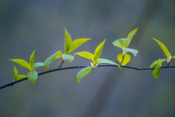 Folhas Frescas Verdes Uma Árvore Cereja Pássaro Durante Primavera Paisagem — Fotografia de Stock