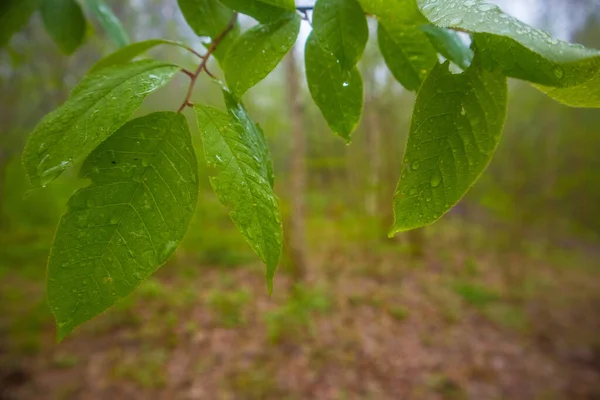 Folhas Frescas Verdes Uma Árvore Cereja Pássaro Durante Primavera Paisagem — Fotografia de Stock
