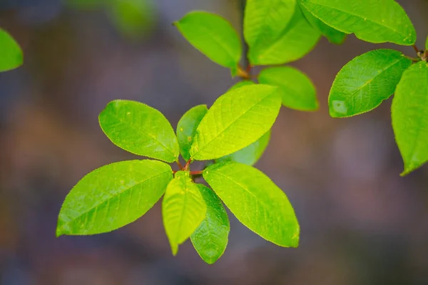 Folhas Frescas Verdes Uma Árvore Cereja Pássaro Durante Primavera Paisagem — Fotografia de Stock