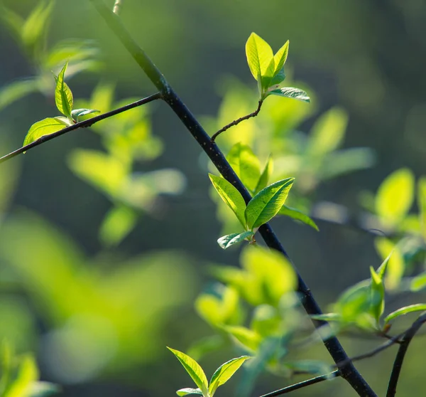 Fresh Green Leaves Bird Cherry Tree Spring Seasonal Scenery Northern Stock Image