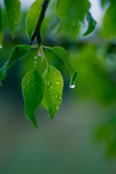 Красивые Свежие Листья Груши После Весеннего Дождя Сезонные Пейзажи Северной — стоковое фото