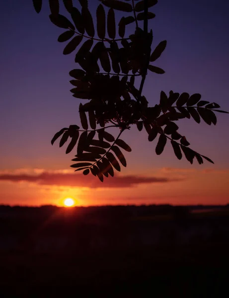 Beau Lever Soleil Coloré Avec Une Silhouette Arbre Premier Plan — Photo