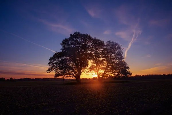 Hermoso Paisaje Sunreise Primavera Con Árboles Paisajes Estacionales Del Norte — Foto de Stock