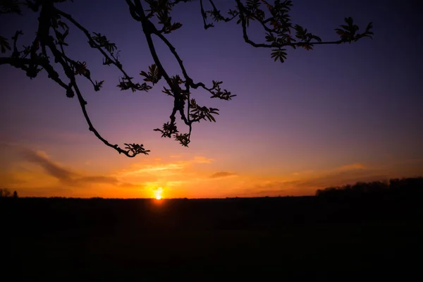 Beau Lever Soleil Coloré Avec Une Silhouette Arbre Premier Plan — Photo