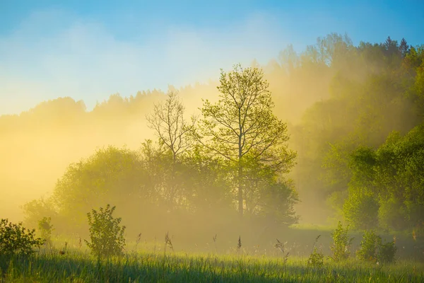Bela Paisagem Sunreise Primavera Com Árvores Cenário Sazonal Norte Europa — Fotografia de Stock