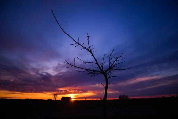 手前の木のシルエットが美しいカラフルな日の出 北ヨーロッパの季節の春の風景 — ストック写真